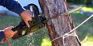 How Our Tree Care Process Works  in Leipsic, OH